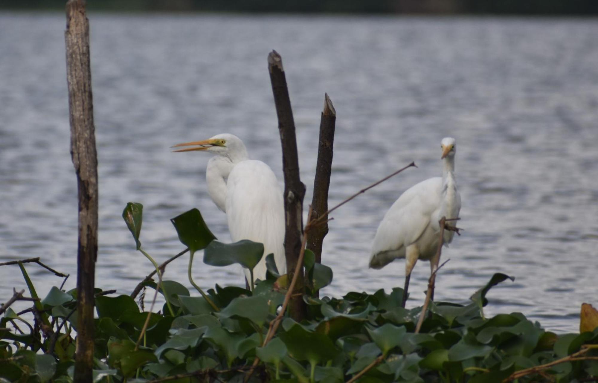 Wetland Resort Negombo Luaran gambar